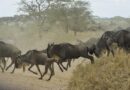 Самое популярное зрелище в Африке началось этим летом раньше времени