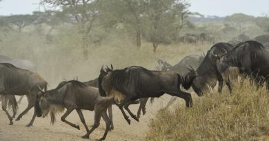 Самое популярное зрелище в Африке началось этим летом раньше времени